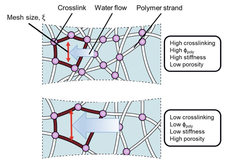 Figure relating hydrogel stiffness to permeability