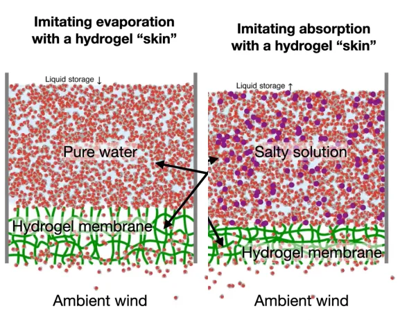 Two schematics contrasting evaporation and absorption of water vapor through a hydrogel membrane skin